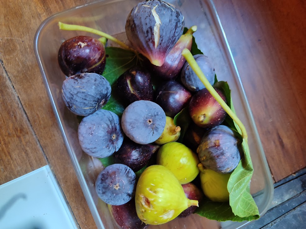 manger des fruits dans l'arbre