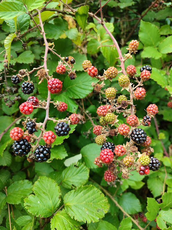 la ronce colonisatrice qu'il faut manipuler avec subtilité et qui apporte surprises et douceurs